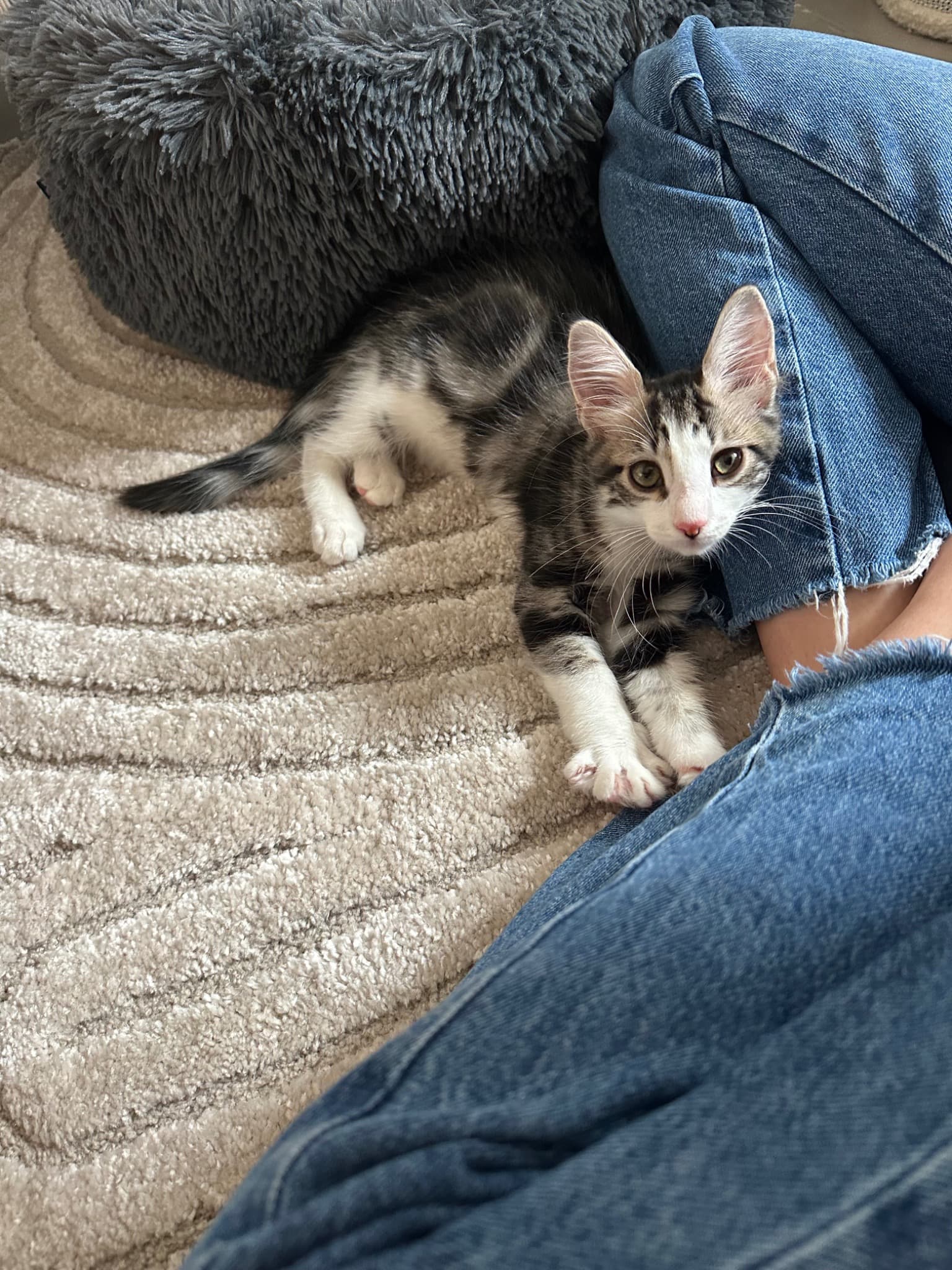 Moquette lors de son arrivée dans la famille