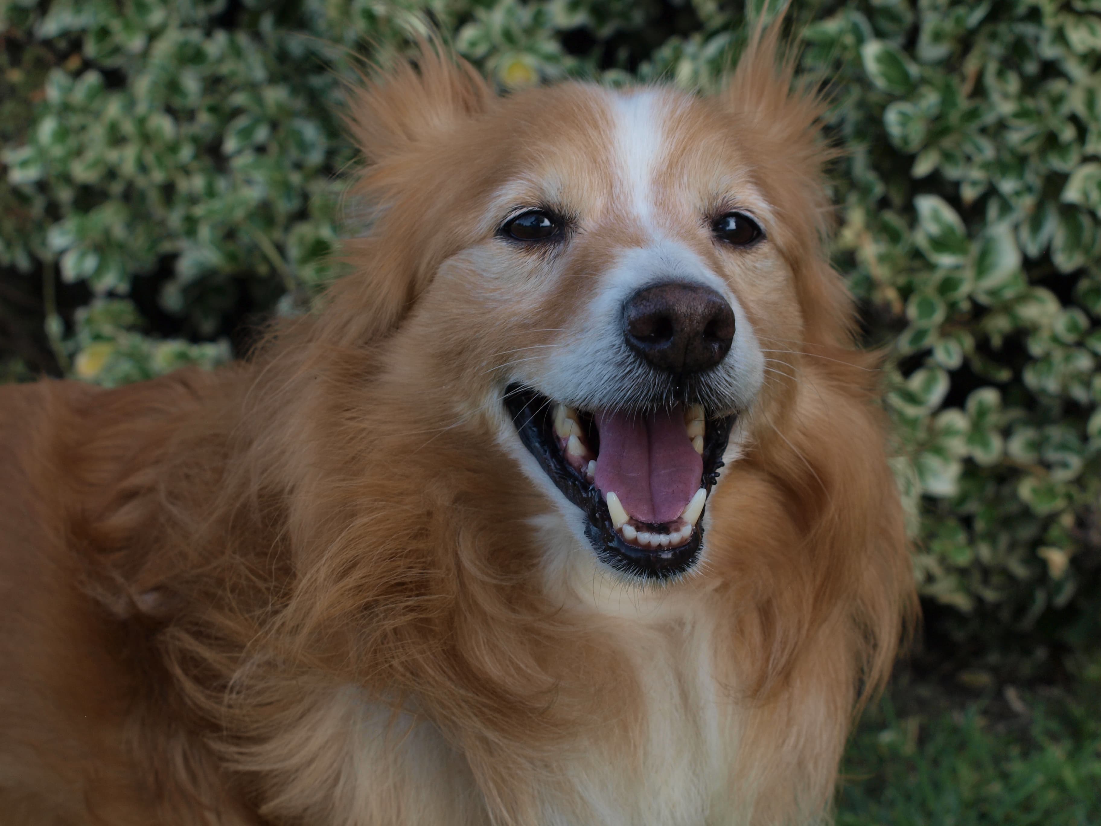 Chien senior accueilli par un refuge ou une association