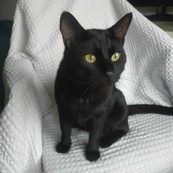 Luna, chatte noire dans sa nouvelle famille