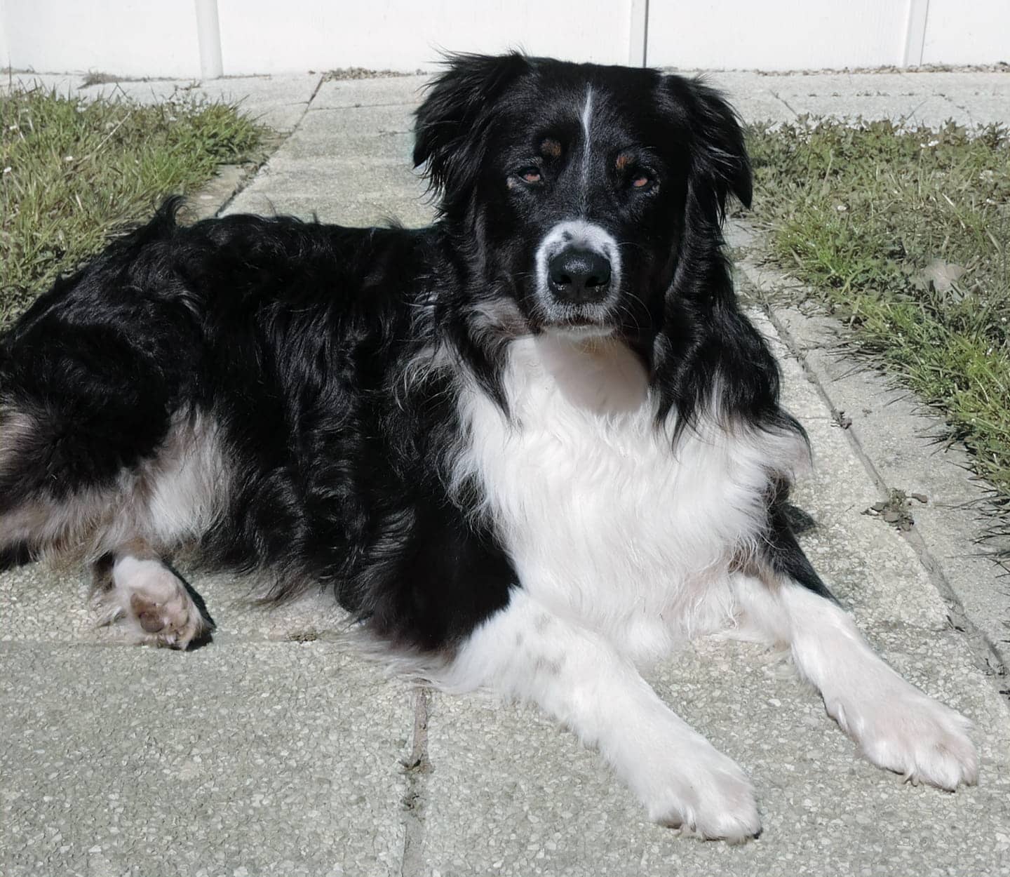 Milo, chien noir et blanc dans sa nouvelle famille