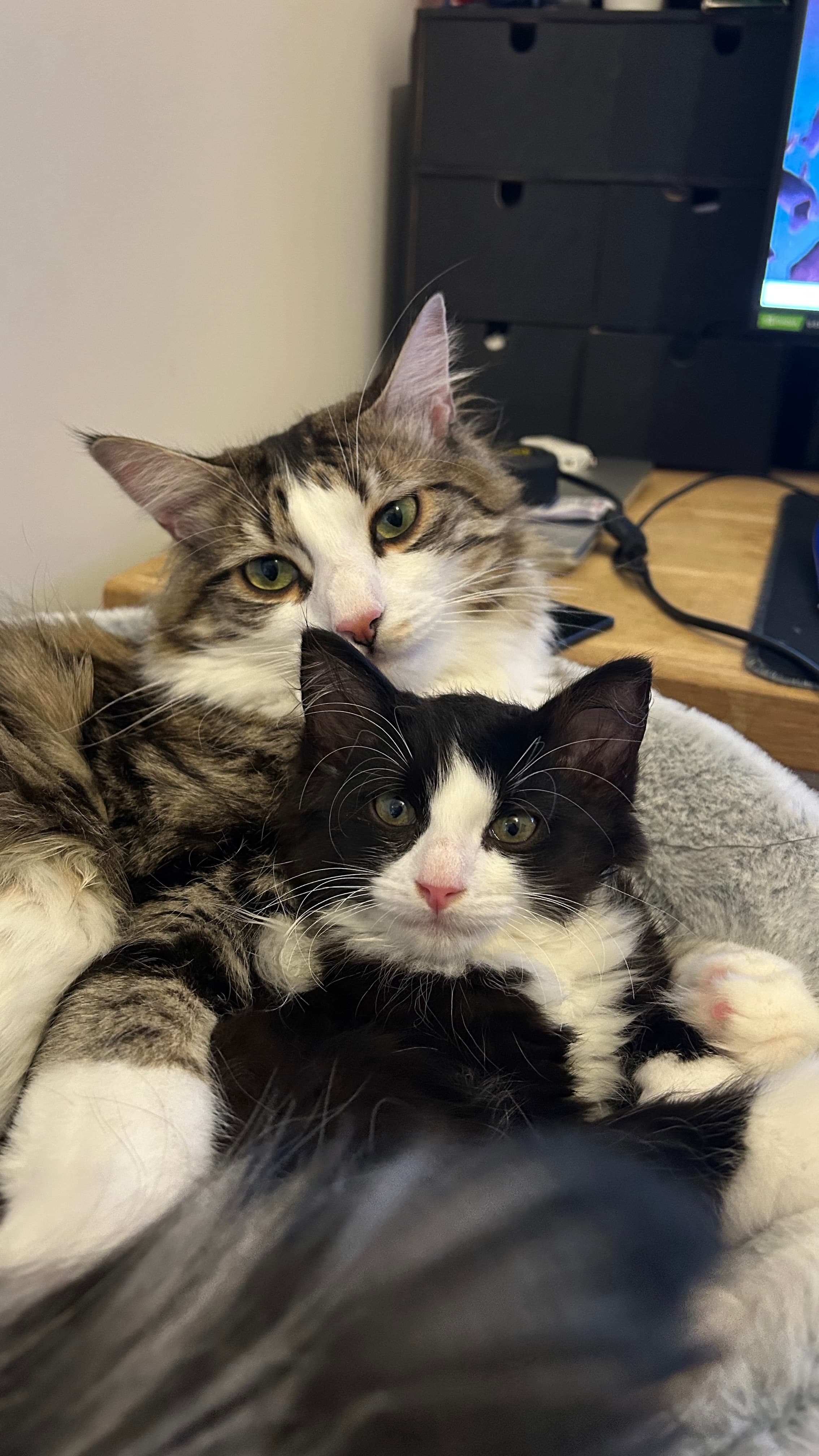 Deux chats blottis ensemble dans un panier